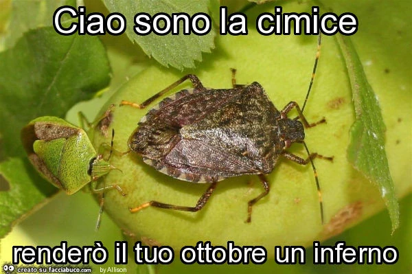 Ciao sono la cimice renderò il tuo ottobre un inferno