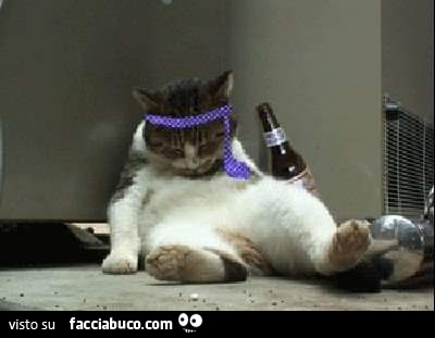 Gatto ubriaco