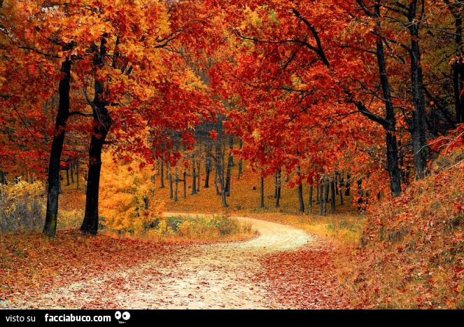 Sentiero nel bosco autunnale