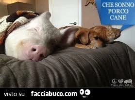 Che sonno porco cane