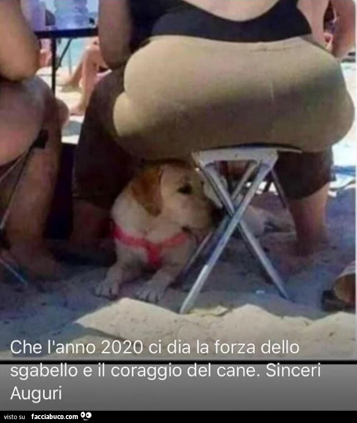 Che l'anno 2020 ci dia la forza dello sgabello e il coraggio del cane. Sinceri auguri