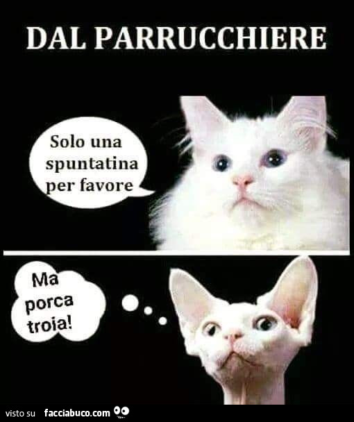 Dal parrucchiere. Solo una spuntatina per favore. Ma porca troia