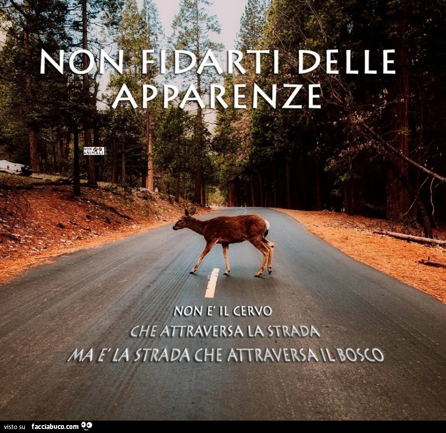 Non fidarti delle apparenze. Non è il cervo che attraversa la strada, ma è la strada che attraversa il bosco