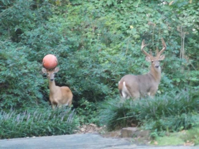 Cerbiatto con pallone