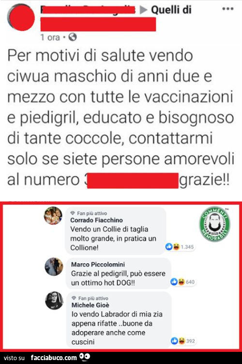 Per motivi di salute vendo ciwua maschio di anni due e mezzo con tutte le vaccinazioni e piedigril educato e bisognoso di tante coccole contattarmi solo se siete persone amorevoli. Vendo un collie di taglia molto grande. In pratica un collione