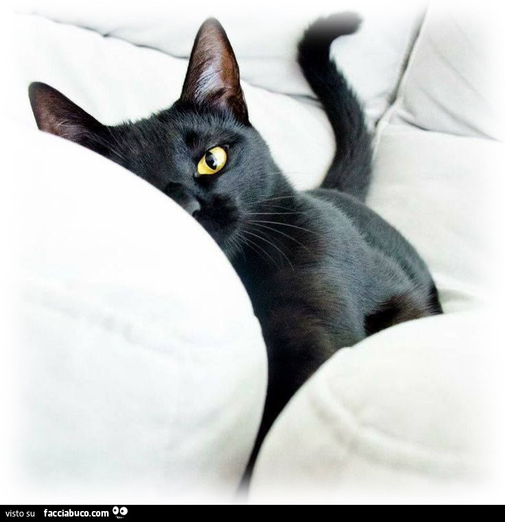 Gatto nero sul divano