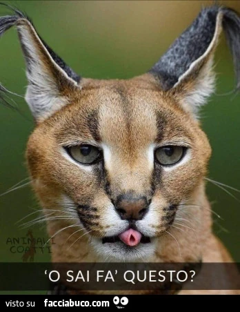 Vaccata