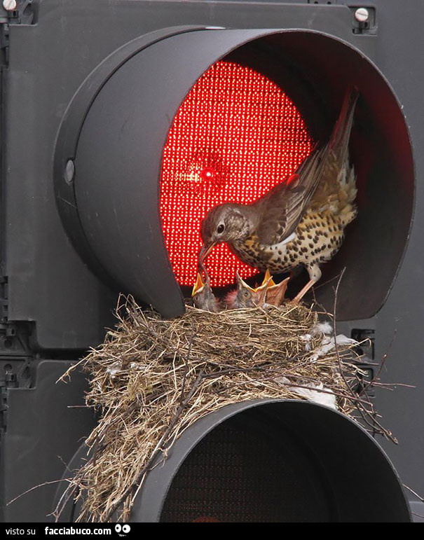 Uccello fa il nido sul semaforo