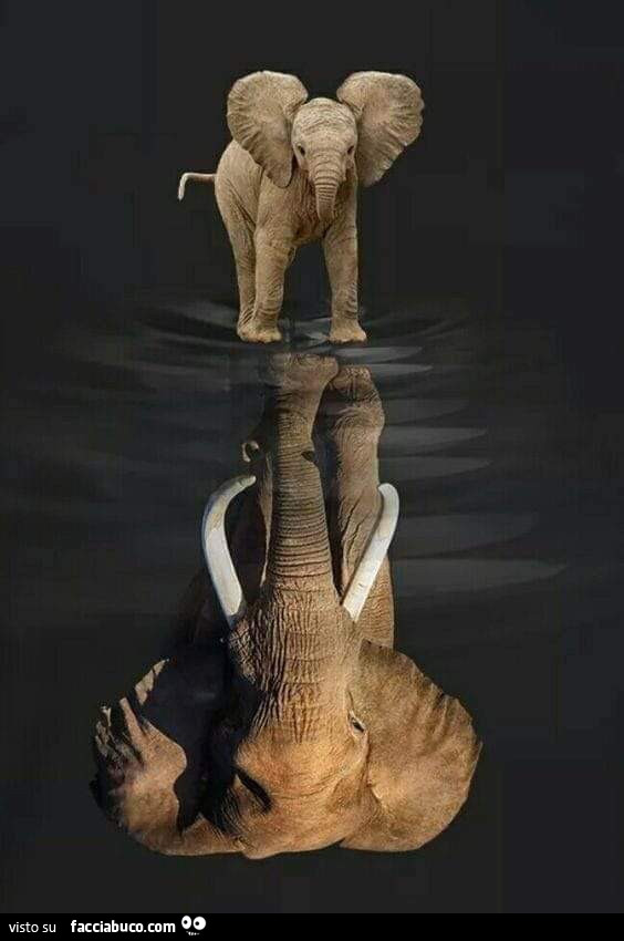 Elefante riflesso