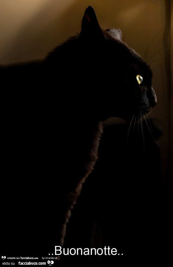 Gatto nero. Buonanotte