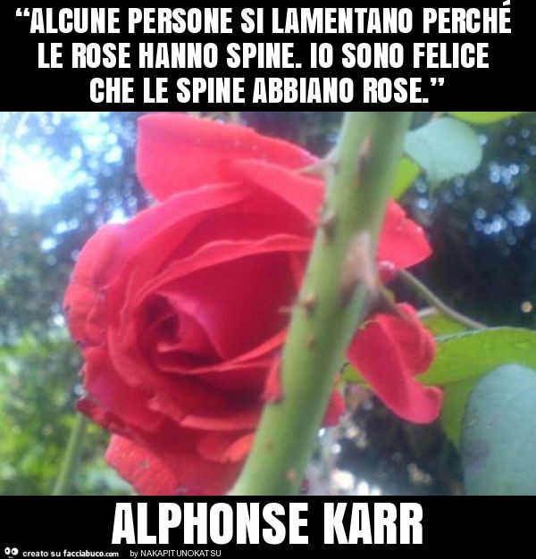 “alcune persone si lamentano perché le rose hanno spine. Io sono felice che le spine abbiano rose. ” Alphonse karr