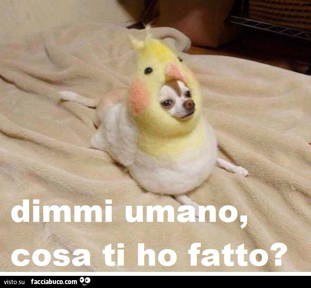 Cane travestito da pappagallo