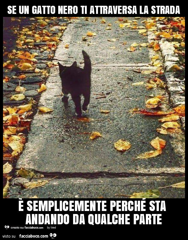 Se un gatto nero ti attraversa la strada è semplicemente perché sta andando da qualche parte