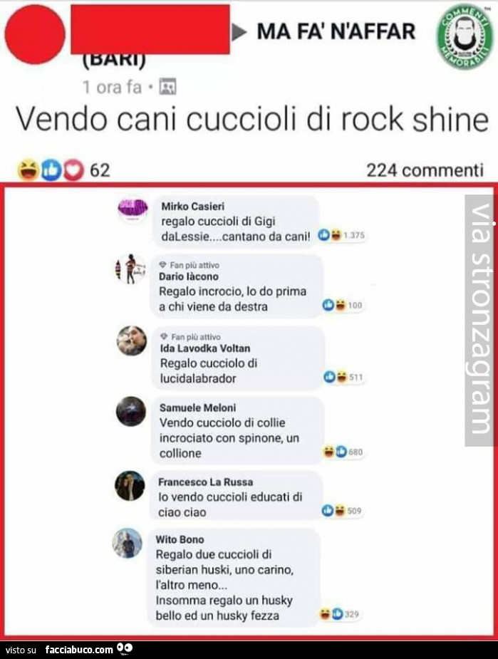 Vendo cani cuccioli di rock shine. Regalo cuccioli di gigi dalessie… cantano da can