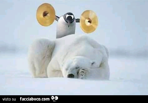 Pinguino sveglia l'orso polare